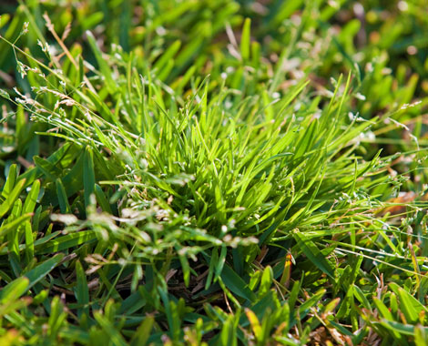 How To Combat Winter Lawn Weeds