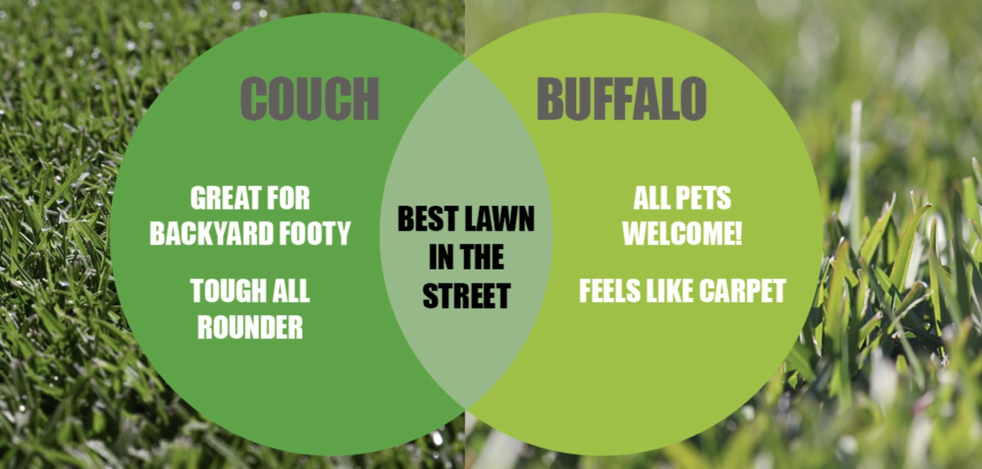 Couch And Buffalo